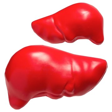 150 Customized Liver - Stress Reliever - Polyurethane