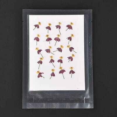 Blood-flower Milkweed Pressed Dried Flowers