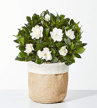 8-inch Fragrant Gardenia Plant - FedEx