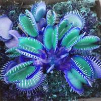 300 pcs Blue Clip Venus Flytrap Plant Seeds Rare Tropical Exotic Plant Very Hardy Heat Tolerance Perennial House Plant Easy t...
