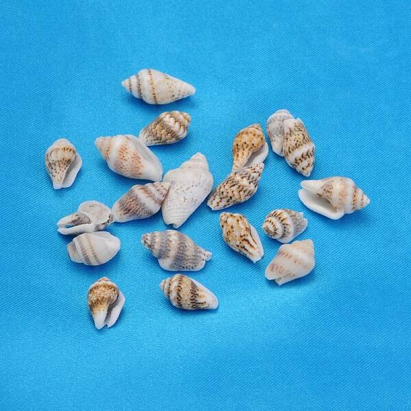 Natural Spiral Shell Beads