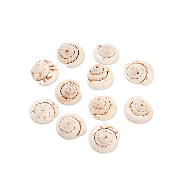 Natural Shiva Eye Shell Beads