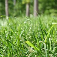 3000 pcs Grass seeds grass seeds Warm-Season Grass Dense,Carpet-Like Growth, Establishes Quickly for Lawns, Golf Courses, and...