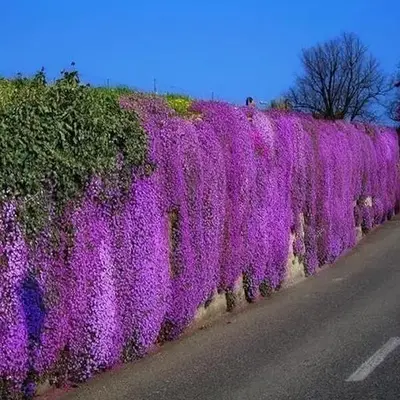 1000 magical crawling thyme seeds, easy to grow and live in the Four Seasons Flower Park scenic area