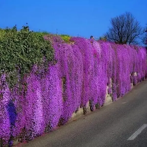 1000 magical crawling thyme seeds, easy to grow and live in the Four Seasons Flower Park scenic area