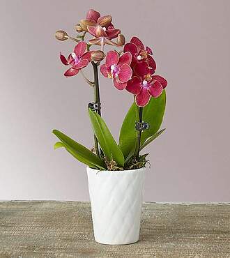 Mini Orchid - FedEx
