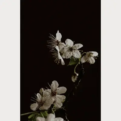 Branches and Blossoms - 3 | Size: 30