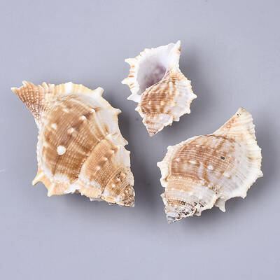 Natural Conch Shell Beads