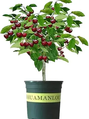 Black Cherry Tree Seedling for Planting | Live Tree Plant ( One Seedling)