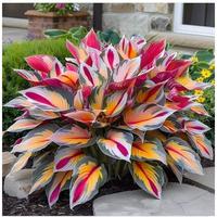 800+ Rare Hosta Seeds for Perennial Shade Gardens Thrives in Various Soil Types with Little Care