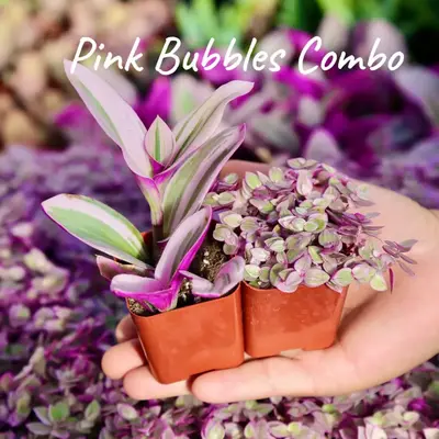 Pink Bubbles Combo Tradescantia Nanouk Pink Panther Wandering Jew Plants Live Houseplant in 2\