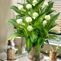 Brazilian Lucky Tree - Fortune Tree with Mystery Doll,Wooden Decorative Ornaments, The ideal gift to bring luck and wealth,  ...