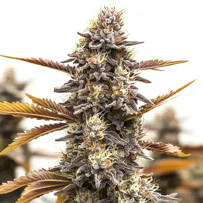 Ghost OG Chemdog Autoflower - Seeds Pack: 6-seeds