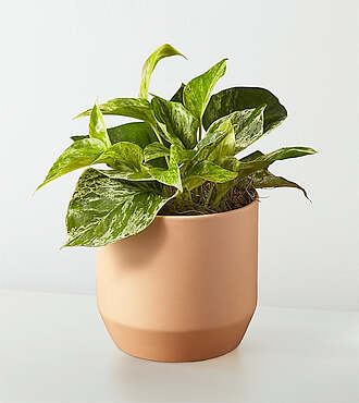 Golden Pothos - FedEx