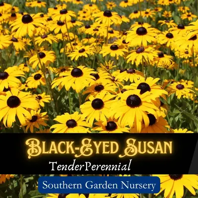 Black-Eyed Susan Rudbeckia Seeds, Non-GMO Heirloom Variety, Native Wildflowers, Easy-to-Grow Perennial Flower Seed Pack for ...