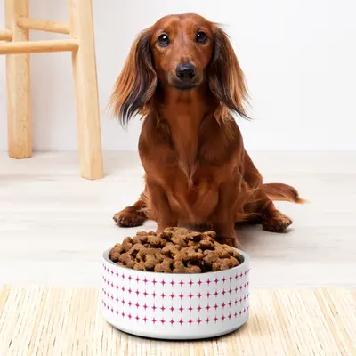 Warm Whispers - Chocolate Cashmere Pet Bowl