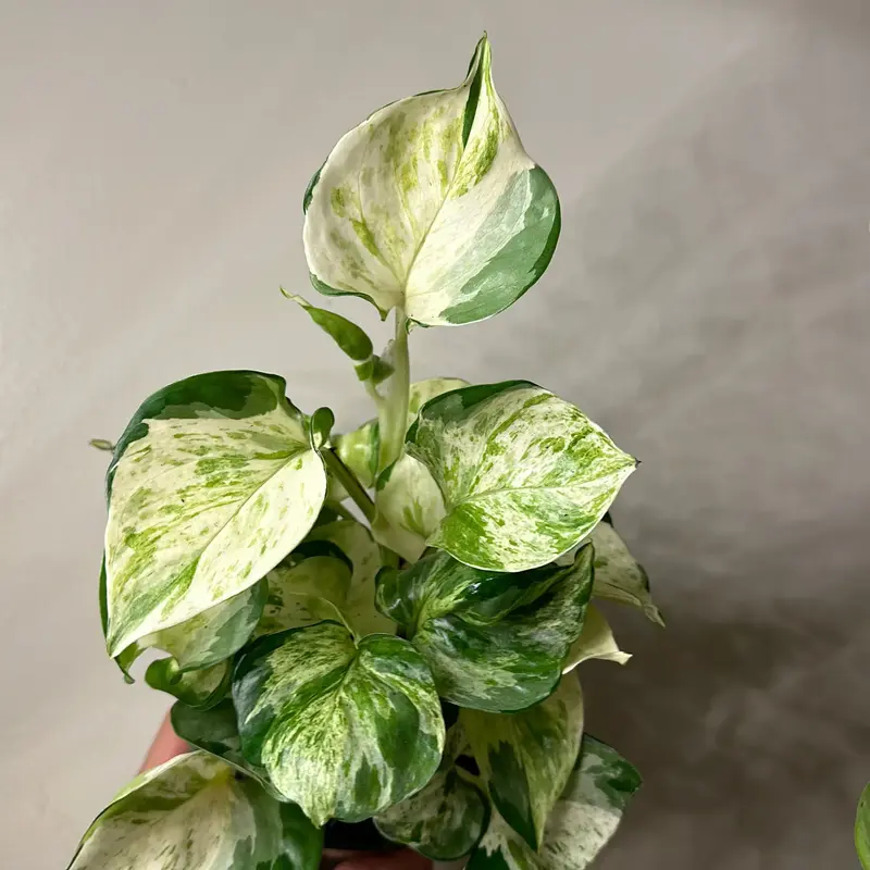 Pothos Manjula Plant 4” Pot Variegated Leaves for Indoor Home Decoration Easy Care Beginner Friendly