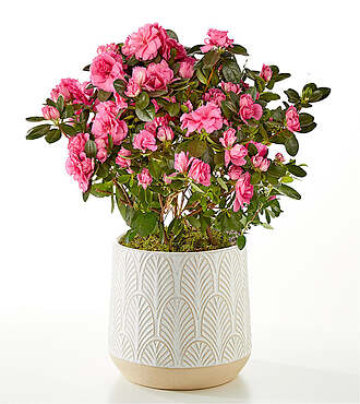 Pink Azalea Plant - FedEx