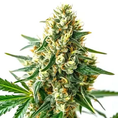 CBD Wellness - Seeds Pack: 9-seeds