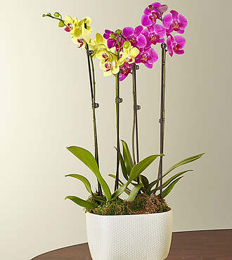 Purple and Yellow Orchid Garden - FedEx
