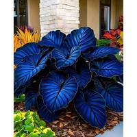 1000 pcs Hosta Seeds Perennial Flower Seeds for Garden Planting High Germination Rate Easy to Grow Perfect for Outdoor