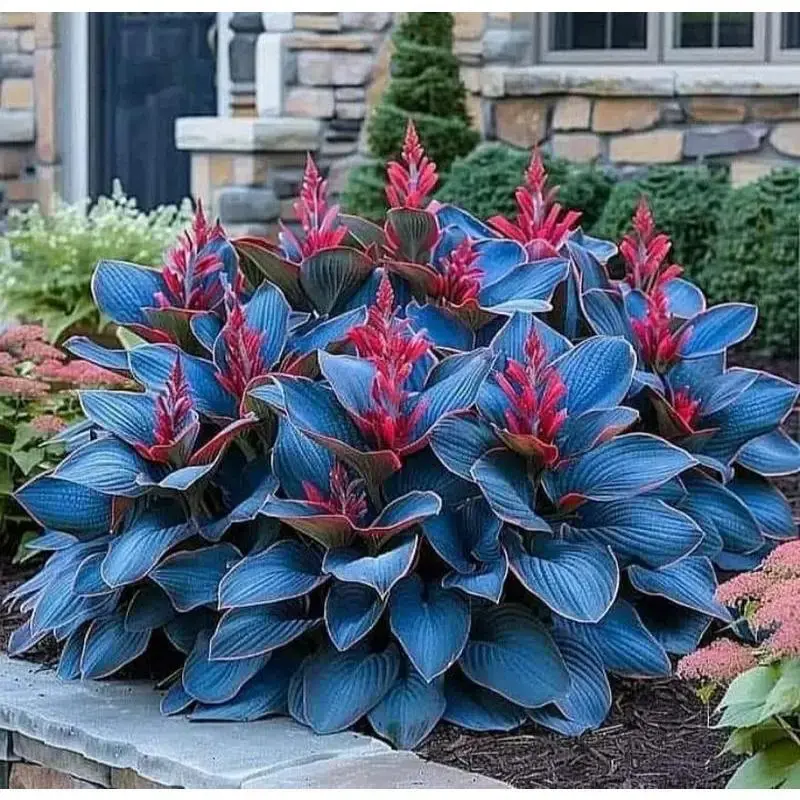 800 Rare Seeds Perennial Shade Garden Plant Easy to Grow for Landscaping and Borders