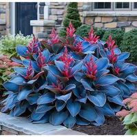 800 Rare Hosta Seeds Perennial Shade Garden Plant Easy to Grow for Landscaping and Borders