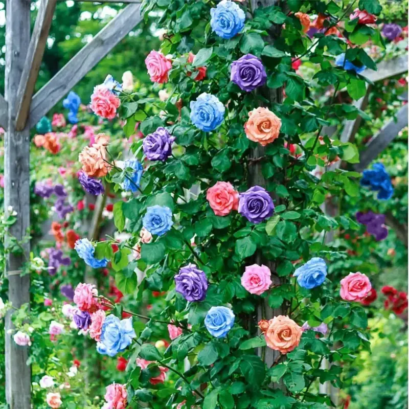 Mixed-Color Climbing Rose Seeds for Planting 200+pcs Semillas De Rosas Trepadoras Ornamental Rosa Bush Vine Climbing Flowers ...