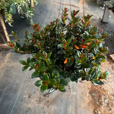 Black Goldfish 6 in pot plant plant collection