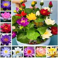 40PCS Bowl Lotus Seeds Bonsai Lotus Seeds for Planting Water Lily Flower Aquatic Plants Seed Pond Plants Non GMO Home Garden ...