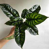 Alocasia Baginda Dragon Scale 4\