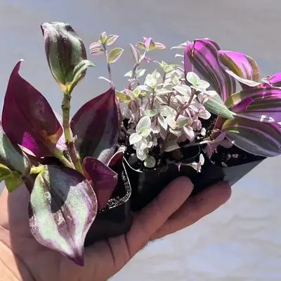 Tradescantia Trio Bundle | Nanouk, Zebrina, & Callisia | Colorful Houseplant Set in 2” Pots (Starter Plants)