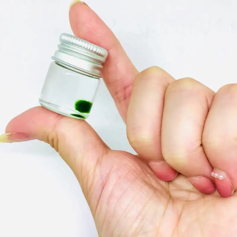 Live Marimo Moss Ball Super Mini Plant Bottle Jar Gift For Kids Instruction included Decor Decorative Ornaments pebbles aquar...