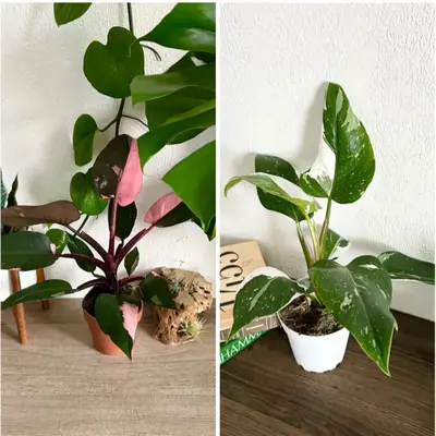 Rare Plant Bundle - White and Pink Princess Philodendron