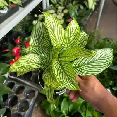 Calathea Vittata “Brushstroke” - 4 Inch