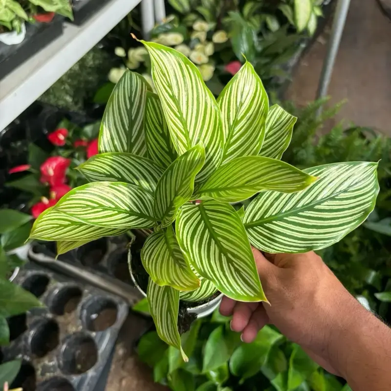 Calathea Vittata “Brushstroke” - 4 Inch