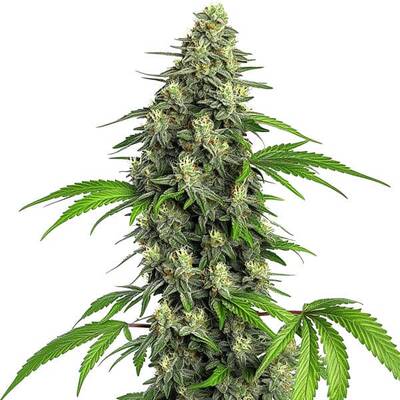 Girl Scout Cookies Fast Version - Seeds Pack: 6-seeds