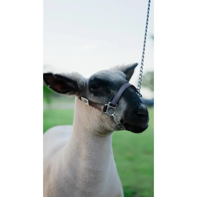 Biothane Chain Halter for lambs and goats