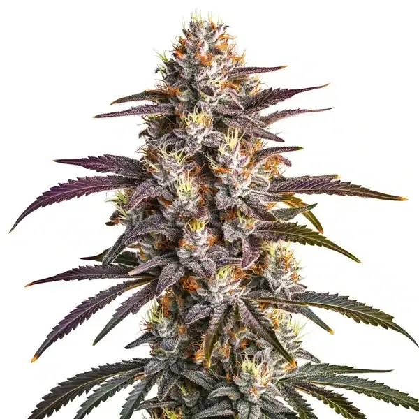 Blueberry x GG4 - Seeds Pack: 50-seeds