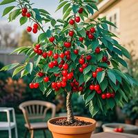 10 PCS Dwarf Cherry Tree Seeds – Fast-Growing, Sweet & Juicy Fruit, Hardy & Compact, Easy to Grow for Gardens & Containers