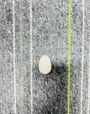 B「only live」crystal carving egg