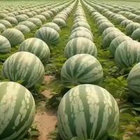Watermelon Seeds for Planting Non GMO Heirloom Seeds Instant Latch Fresh Garden Seed