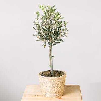 Mini Olive Tree