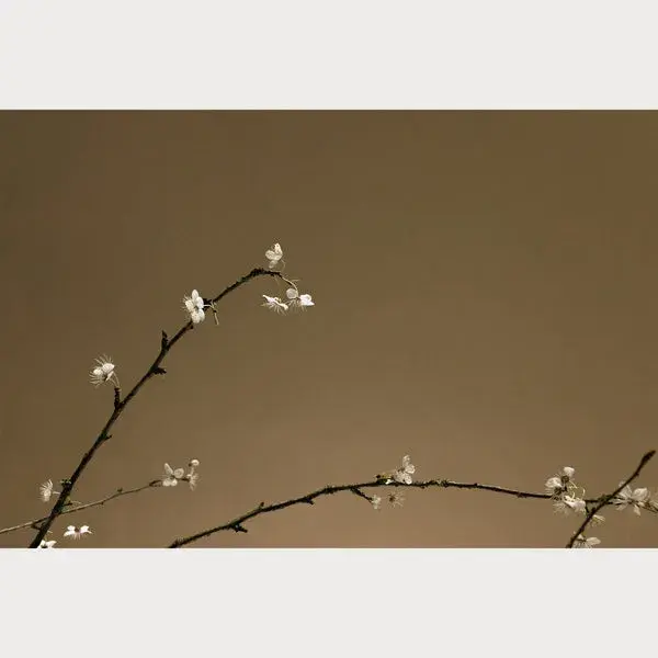 Branches and Blossoms - 6 | Size: 30