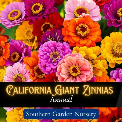 California Giant Zinnia Flower Seed Pack for a Pollinator-Friendly Garden, Fast Grow Big Blooms, Bright Colors, Non-GMO Heirl...