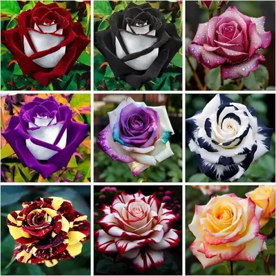 200pcs Assorted Color Rose Seeds – Rare Multicolor Roses, Fast Germination, Ideal for Garden Beds, Fences, and Pathways, Ea...