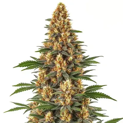 Neville's Haze - Seeds Pack: 1-seed