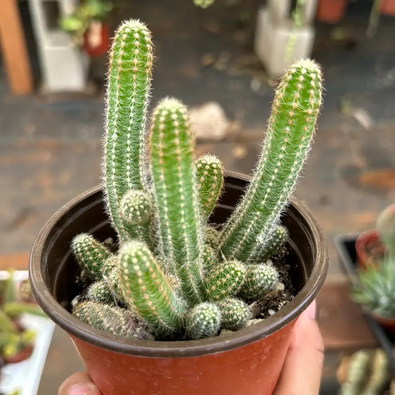 4” peanut cactus Echinopsis chamaecereus