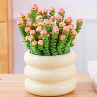 Live Succulent Rooted in 2'' Pot –Crassula ‘Jade Necklace’ / Hanging plant/ Rare Houseplant for Home & Office / Indoor ...