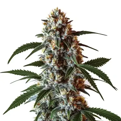 Z OG CBD (1:1) - Seeds Pack: 6-seeds